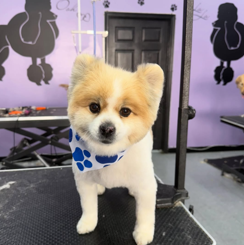 Pet grooming client transformation